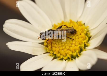 Nahaufnahme einer kleinen, dickbeinigen Schwebfliege, Syritta pipiens sitzt auf einer wehwehenden weißen Blume im Garten Stockfoto