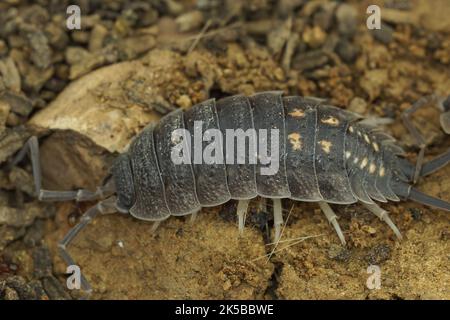 Detaillierte Nahaufnahme einer Ansammlung von grauem spanischem Holzhaus, Porcellio ornatus in Andalusien Stockfoto