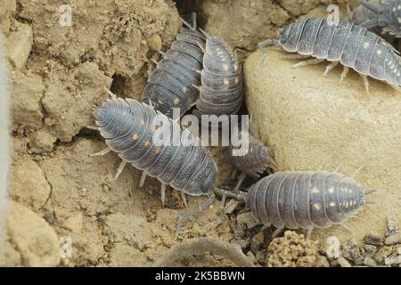 Detaillierte Nahaufnahme einer Ansammlung von grauem spanischem Holzhaus, Porcellio ornatus in Andalusien Stockfoto