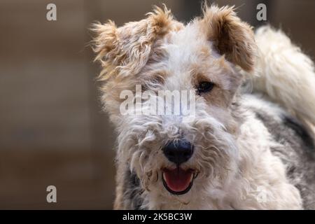 Fox Terrier Portrait vor einem natürlichen Hintergrund. Hochwertige Fotos Stockfoto