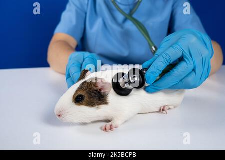 Der Tierarzt untersucht Herz und Lunge eines Meerschweinchens mit einem Stethoskop. Stockfoto