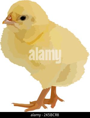 Realistische gelbe isolierte Küken, Ostern traditionelle Elemente, lustige Küken, Vektor-Illustration Stock Vektor