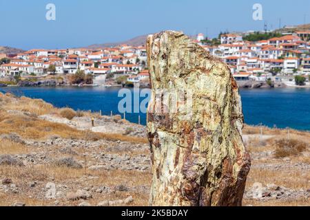 Versteinerter Baumstamm im versteinerten Wald der Insel Lesvos, in der Nähe des Dorfes Sigri, Griechenland. Der Wald ist Teil des Global Geoparks Network. Stockfoto