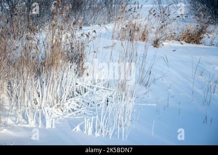 Gefrorenes trockenes Küstenschilf in weißem Schnee an einem sonnigen Wintertag, natürliches Hintergrundfoto, das an der Küste des Finnischen Meerbusens aufgenommen wurde Stockfoto