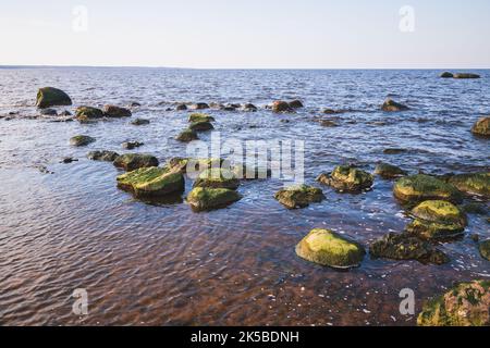 Nasse Küstensteine mit Algen befinden sich im flachen Wasser der Ostsee. Golf von Finnland, Küstenlandschaft Stockfoto