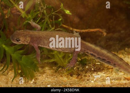 Detaillierte Nahaufnahme eines aquatischen weiblichen Nordbandermolches, Ommatotriton ophryticus Stockfoto