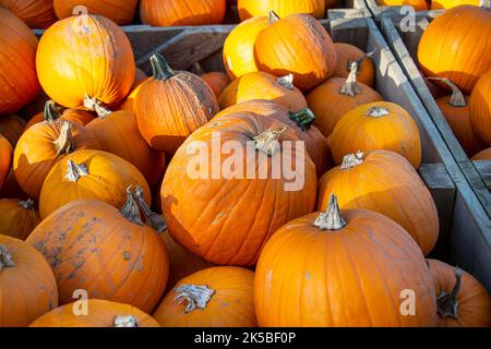 Große Kürbisse in Holzkisten. Stockfoto