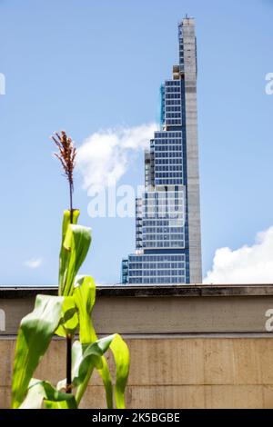 Bogota Kolumbien, Santa Fe, BD Bacata Torre Sur Crowdfunding Hotel Wohngebäude Wolkenkratzer zeitgenössische Architektur Mais Mais Pflanze hoch dünn dünn, Stadt Stockfoto