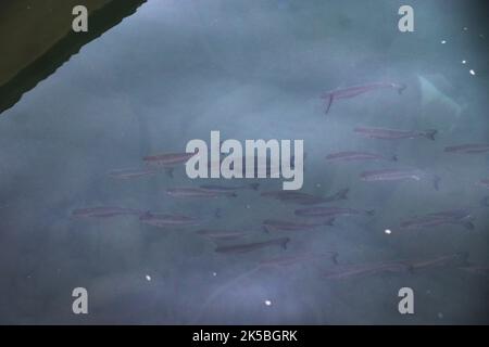 Blick von oben auf eine Schar von unter Wasser schwimmenden Meerbarben Stockfoto