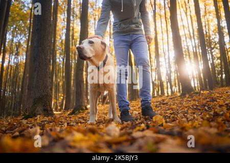 Mann mit Hund während Herbstspaziergang im Wald. Tierbesitzer streichelte seinen treuen labrador Retriever. Stockfoto