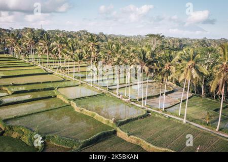Luftaufnahme über balinesische Reisterrasse. Stockfoto