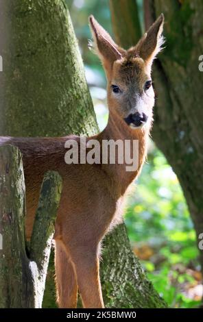 Junger Rehbock in einem Wald in Gloucestershire, Großbritannien Stockfoto