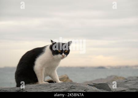 Furchtlose und wild aussehende Smoking-Katze, die auf Klippen am Meer sitzt Stockfoto