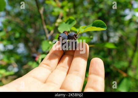 Amelanchier, Schattenbusch, Wacholderbeere, Irga oder Zuckerpflaume reife Beeren. Selektiver Fokus Stockfoto