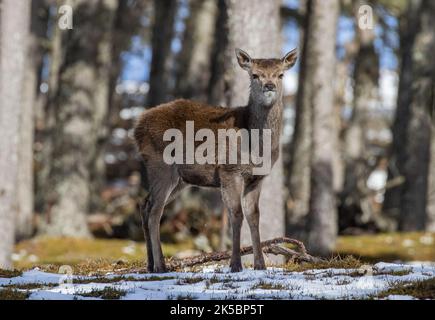 Eine Nahaufnahme eines neugierigen jungen Rothirschs (Cervus elaphus), der unter den Bäumen des kaledonischen Kiefernwaldes steht. Schottland, Großbritannien Stockfoto