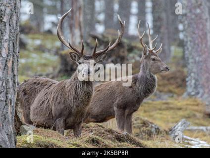 Ein Paar Rothirsche (Cervus elaphus), die zusammen stehen und die Kamera im kaledonischen Kiefernwald betrachten. Schottland, Vereinigtes Königreich Stockfoto