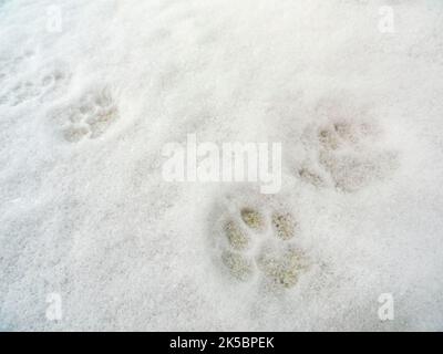 Fußabdrücke Fußabdrücke von Tieren Hunde Katzen im Schnee in Leherheide Bremerhaven Bremen Deutschland. Stockfoto