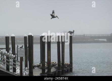 Vögel auf einem Dock im Nebel in Hampton VA Stockfoto