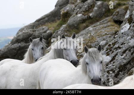 Dartmoor Ponys Pferd National Park England Vereinigtes Königreich Stockfoto