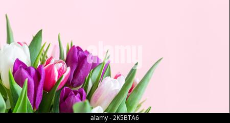 Schönes romantisches Bouquet aus rosa, lila und weißen Tulpen auf einem blassrosa Hintergrund. Muttertag, Valentinstag, Geburtstagsfeier Konzept mit Stockfoto