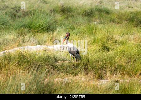 Im Serengeti-Nationalpark ist ein Storch mit Sattelschnabel (Ephippiorhynchus senegalensis) zu sehen Stockfoto