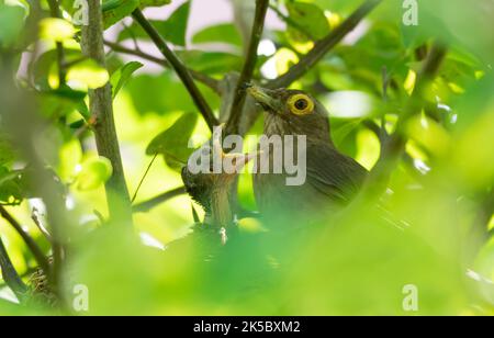 Mutter Vogel, füttert sein Baby in einem Vogelnest versteckt in einem Baum. Stockfoto