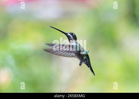 Hübsche Kolibri im Flug auf einem weichen pastellfarbenen Hintergrund mit ausgebreiteten Flügeln. Stockfoto