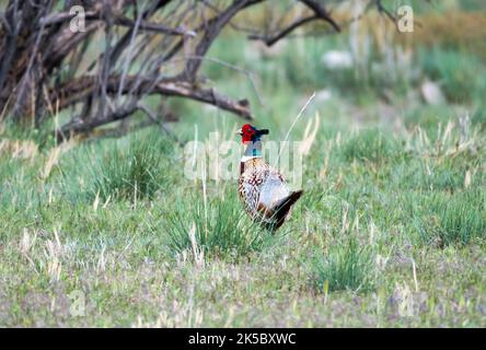 Farbenfroher Vogel, Ringfasan, der auf einem Feld in Utah, USA, wegläuft. Stockfoto