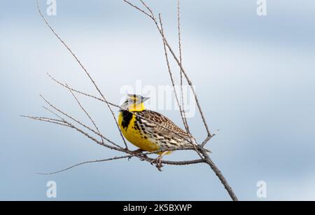 Leuchtend gelber Vogel, westlicher Meadowlark, der in trockenen Zweigen steht, kontrastiert von einem grauen Himmel. Stockfoto