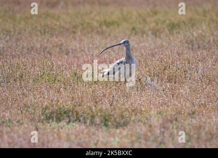 Langschnabel-Curlew-Vogel, der im Morgenlicht auf einem Feld nach Futter sucht. Utah, Usa. Stockfoto