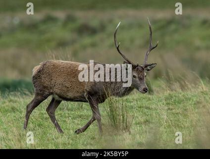 Ein Red Deer Stag ( Cervus elaphus ) ein Auge auf die Kamera , unten am Fluss in Glen Affric . Schottland, Großbritannien Stockfoto