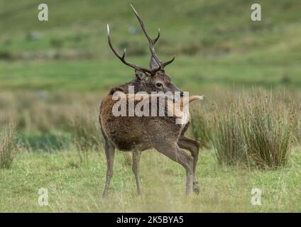 Kratzen dieses Juckreiz . Ein Rothirsch-Hirsch (Cervus elaphus) unten am Fluss in Glen Affric. Schottland, Großbritannien Stockfoto