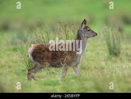 Ein Rothirsch-Hirsch (Cervus elaphus) unten am Fluss in Glen Affric. Schottland, Großbritannien Stockfoto