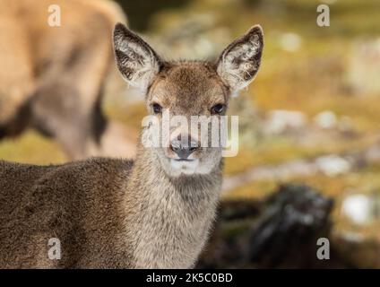 Ein Porträt eines jungen Rothirschs (Cervus elaphus), der im Schnee zwischen den Bäumen der Cairngorms Mountains steht. Schottland, Großbritannien Stockfoto