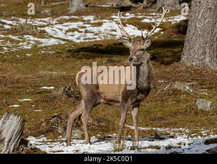 Ein majestätischer Rothirsch-Hirsch (Cervus elaphus), der stolz im Wald steht. Eine leichte Schneedecke auf den Hügeln. Cairngorms, Schottland, Großbritannien Stockfoto