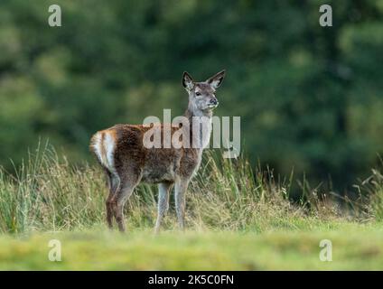 Eine junge Rothirschdame (Cervus elaphus), sehr flauschig, unten am Fluss im Highland Glen. Schottland, Großbritannien Stockfoto