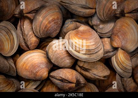 Frische essbare Muscheln aus nächster Nähe. Stockfoto