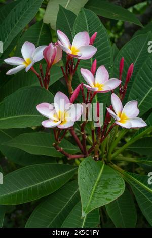 Nahaufnahme von zarten weißen rosa und gelben Plumeria- oder Frangipani-Blüten und -Knospen auf natürlichem Hintergrund Stockfoto