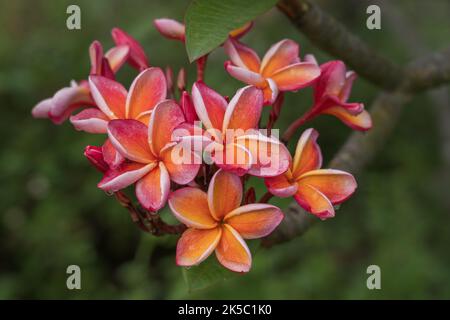 Nahaufnahme von tropischen orange-gelben und rot-rosa Frangipani oder Plumeria Haufen von Blumen im Garten nach Regen isoliert auf natürlichem Hintergrund Stockfoto