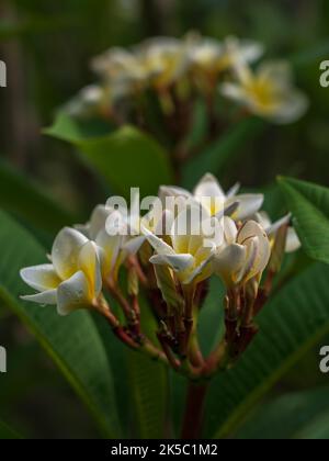 Nahaufnahme von gelben und weißen Plumeria oder Frangipani-Blütenhaufen im tropischen Garten im Freien, isoliert auf natürlichem Hintergrund nach Regen Stockfoto