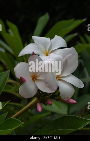 Nahaufnahme von zarten weißen und rosa Plumeria oder Frangipani Haufen von Blumen und Knospen im tropischen Garten im Freien isoliert auf dunklen natürlichen Hintergrund Stockfoto