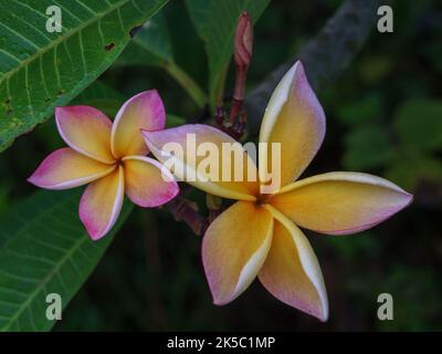 Nahaufnahme von bunten orange-gelben und rosa Frangipani oder Plumeria Blumen isoliert auf grünen Blättern Hintergrund im tropischen Garten Stockfoto