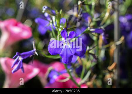 Eine Nahaufnahme von Lobelia erinus, einer blühenden Pflanze aus der Glockenblumenfamilie Campanulaceae. Stockfoto