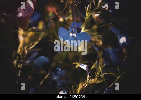 Eine Nahaufnahme von Lobelia erinus, einer blühenden Pflanze aus der Glockenblumenfamilie Campanulaceae. Stockfoto