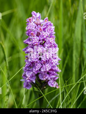 Nahaufnahme der gemeinen gefleckten wildlila Orchidee (Dactylorhiza fuchsii), die im Gras bei Sonnenschein wächst, Schottland, Großbritannien Stockfoto
