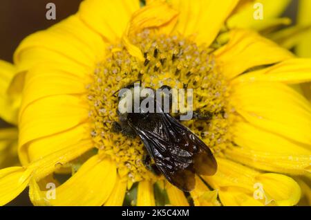 American Bumble Bee, Bombus pensylvanicus, Nahrungssuche auf Maximilian Sonnenblume, Helianthus maximiliani Stockfoto