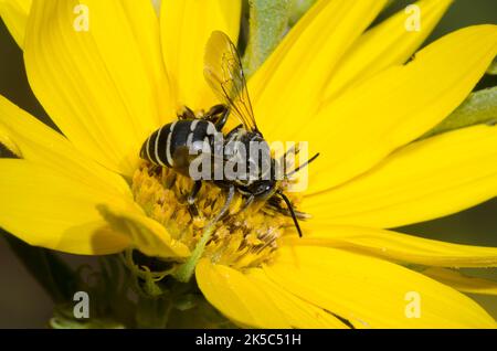 Kuckuckbiene, Tribe Epeolini, Nahrungssuche auf Maximilian Sonnenblume, Helianthus maximiliani Stockfoto