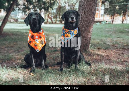 Zwei schwarze labrador Retriever Hunde posieren draußen mit Halloween-Bandanas Stockfoto