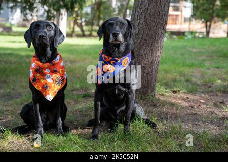 Zwei schwarze labrador Retriever Hunde posieren draußen mit Halloween-Bandanas Stockfoto