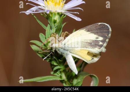 Krabbenspinne, Mecaphesa sp., Fütterung von gefangenem zierlichem Schwefel, Nathalis iole, Aster, Symphyotrichum sp. Stockfoto